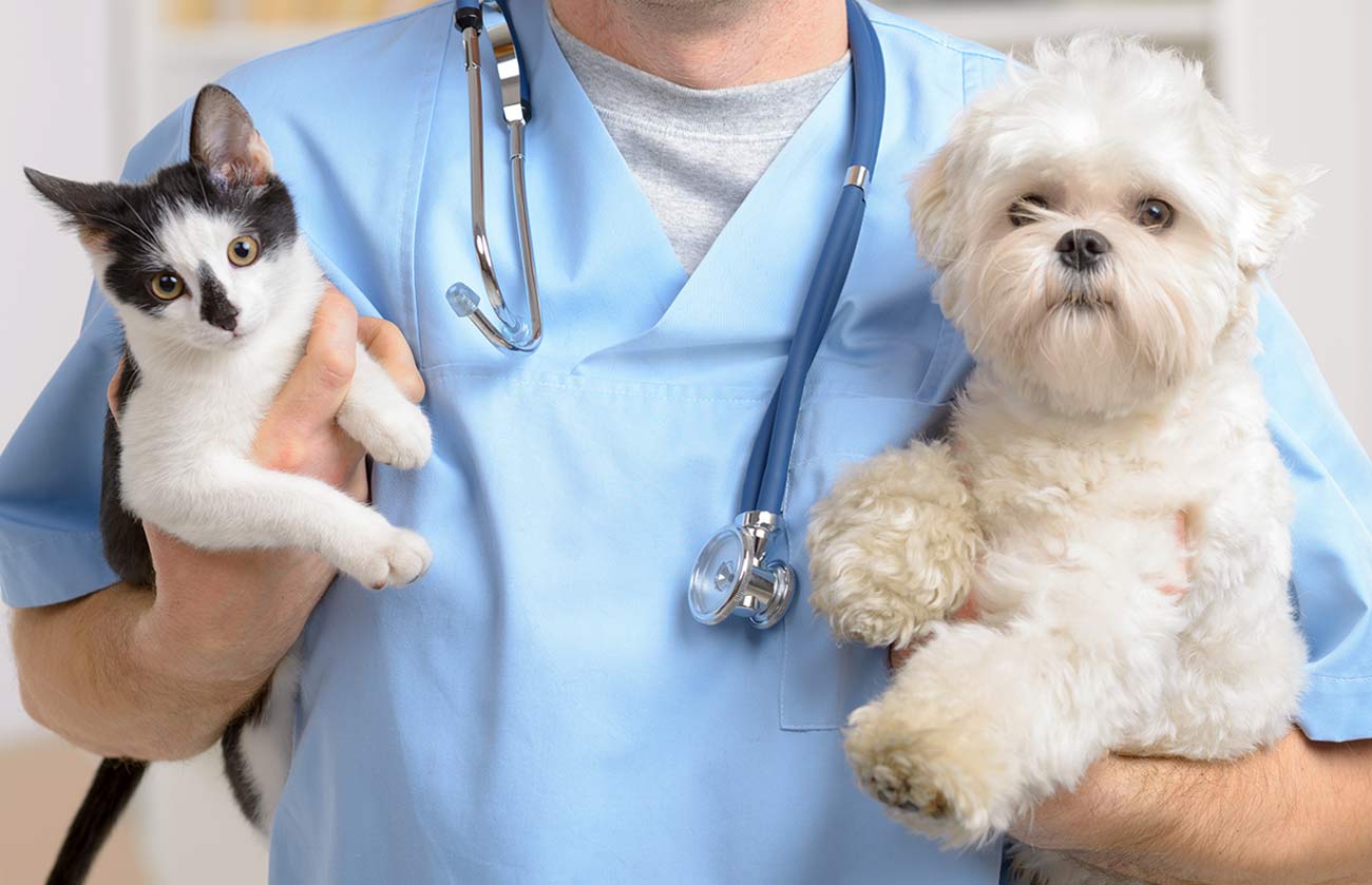 emergency pet doctor